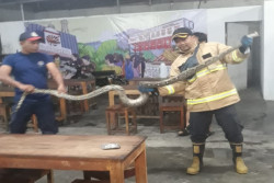 Ular Sanca Sepanjang 2,5 Meter Ditangkap Petugas Damkarmat di Warung Makan di Bantul