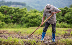 Lahan Pertanian di Kasihan Terserang Wereng, DKPP Bantul Lakukan Penyemprotan Insektisida
