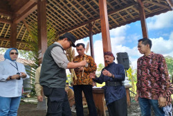 Sorgum Pengganti Beras Ditanam di Lereng Merapi Sleman, Panen Diprediksi Bisa Berlipat