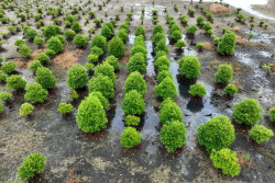Mengembalikan Ekosistem Mangrove Kalimantan Utara