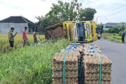 Truk Angkut Lima Ton Telur Terguling di Tepi Sawah