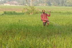 Serangan Wereng Meluas, DPP Kulonprogo Basmi dengan Pestisida