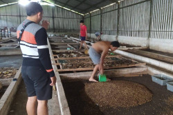 Berkawan dengan Maggot Si Pemakan Sampah di Gunungkidul