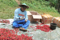Petani Cabai Cilacap, Menjadi Raja Atas Hasil Panennya
