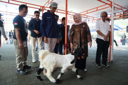 Kontes Kambing PE Ras Kaligesing Regional Jawa Digelar di Kalasan Sleman
