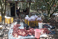 13 Tahun Bergelut dengan Jambu Citra, Mistoro Ingin Perluas Jaringan Pemasaran