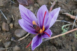Segudang Manfaat Saffron untuk Kesehatan Kulit, Mampu Lawan Efek Panas di Musim Kemarau
