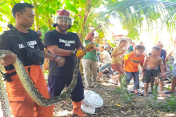 Mangsa Seekor Ayam, Ular Sanca 2,5 Meter Dievakuasi Petugas Damkarmat di Pundong