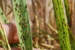 Lahan Sawah Kulonprogo Diserang Wereng, Pemkab Klaim Selamatkan 947 Hektare