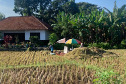 Habiskan 1300 Liter Pestisida, Penanganan Wereng Kulonprogo Ditambah Rp400 Juta