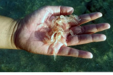TNI AL Gagalkan Penyelundupan Baby Lobster