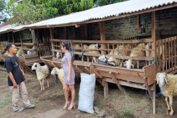 Pedagang Kambing Kurban di Bantul Ini Pakai Jasa SPG Buat Gaet Pembeli