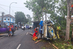 Truk Ringsek Usai Tabrak Pohon di Panjatan, Satu Orang Luka Parah