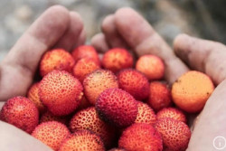 Yuk, Kenali 7 Manfaat Buah Leci untuk Kesehatan