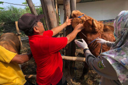 Hewan Kurban di Wilayah Bantul Sehat dan Aman Dikonsumsi, Segini Harganya