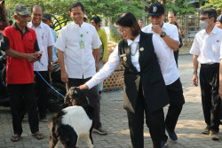 Kebutuhan Hewan Kurban Kulonprogo Diprediksi Tercukupi, Pemantauan Kesehatan Ditingkatkan