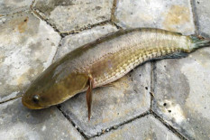 Ini Sederet Manfaat Ikan Gabus, Bisa Kurangi Kecemasan dan Depresi