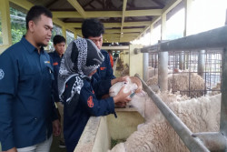 Puluhan Mahasiswa Peternakan UGM Lakukan Pemeriksaan Hewan Kurban di DIY