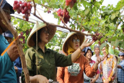 Pemkab Kulonprogo Dukung Pertanian Terpadu di Sidomulyo