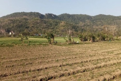 Lahan Pasir Selatan Bantul Disebut Dapat Sejahterakan Petani