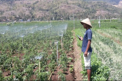 Petani Viral yang Menyirami Kebun Cabai via Google Assistant Ternyata Anggota Polsek Kretek Bantul