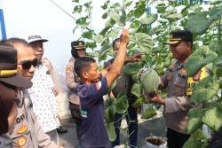 Green House Melon di Wanadelima Orchard Pengasih Diresmikan Dukung Kedaulatan Pangan