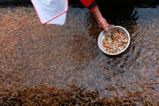 Dinas Kelautan dan Perikanan Gunungkidul Siap Tebar Ratusan Ribu Benih Ikan, Ini Lokasinya