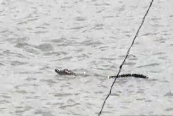 Hii! Ada Buaya Muncul di Pantai Merak Belantung, Wisatawan Diminta Waspada