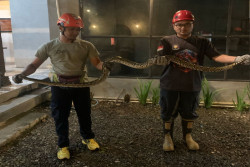 Damkar Sleman Evakuasi Ular Sanca Kembang dari Sebuah Restoran di Mlati Sleman