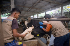 Seekor Sapi di Depok Bantul Terinfeksi Penyakit LSD Alias Lato-Lato