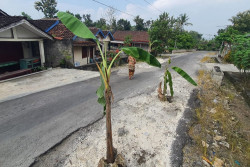 Jalan Rusak di Playen Gunungkidul Ditanami Pohon Pisang
