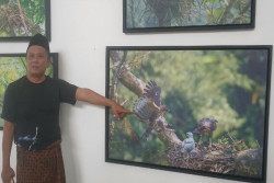 Pameran Foto Nest to Meet You, Ketika Sarang Menjadi Bahasa Konservasi