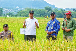 21 Rumah Burung Hantu Dipasang di Lahan Rawan Tikus di Magelang