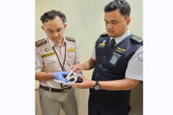 Balai Karantina Jogja Gagalkan Upaya Penyelundupan Ular dan Biawak di Bandara YIA
