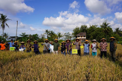 Sawah di Ngemplak Pakai Teknologi Gamahumat, Jumlah Bulir Padi Meningkat 62 Persen