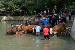 Tradisi Ngguyang Sapi di Gunungkidul, Upaya Pencegahan Penularan Penyakit dan Bikin Sapi Bahagia