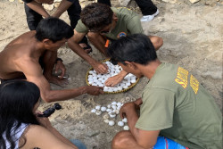 Ditetapkan Melalui SK Bupati Gunungkidul, Ini Lokasi Pantai yang Jadi Habitat Penyu