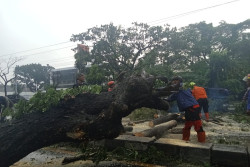 Pohon Munggur Tumbang, Tutup Akses Jalan Ring Road Selatan Bantul