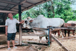 3 Sapi Asal Gunungkidul Dibeli Presiden Prabowo untuk Kurban