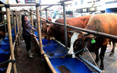 Presiden Prabowo Beli 985 Ekor Sapi, APPSI: Keuntungan Bagi Peternak