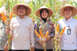 Pemkab Bantul dan Polres Panen Raya Jagung, Ubah Lahan Tidur Jadi Penopang Swasembada Pangan
