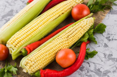 Jagung Manis Jadi Sumber Energi, Hindari Menambahkan Garam Saat Merebus