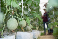 Melihat Cara Petani Australia Melawan bencana iklim