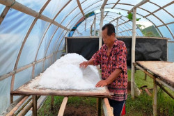 Budi Daya Garam di Pantai Sepanjang Gunungkidul Belum Optimal