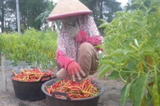 Harga Cabai Merah Keriting di Bantul Tembus Rp40.000