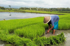 Petani Gunungkidul Terima Bantuan Benih Padi 108 Ton