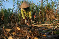 Petani Tebu di Bantul Dapat Subsidi Rp14 Juta per Hektare