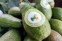 Tiga Buah Lokal Jogja Diajukan untuk Sertifikasi Varietas