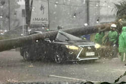 Polisi Beberkan Kronologi Tewasnya Pengemudi Lexus Tertimpa Pohon