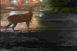 Rusa Timor Viral di Jalan Kabupaten Ternyata Milik Ponpes